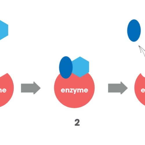digestive enzyme supplements